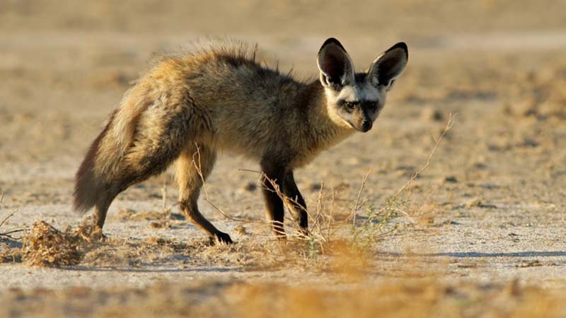 Bat Eared Fox